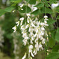 10 YELLOW ASH TREE Kentucky Yellowwood White Flowers Cladrastis Lutea Kentukea Seeds