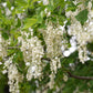 10 YELLOW ASH TREE Kentucky Yellowwood White Flowers Cladrastis Lutea Kentukea Seeds