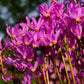 25 MIDLAND SHOOTING STAR (Flamingo Flower / Birds Bills / Prairie Pointer) Dodecatheon Meadia Flower Seeds