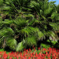 10 Hardy SABAL PALM TREE Cabbage Palmetto Flower Seeds