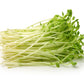 50 Super SUGAR SNAP PEA Pisum Sativum Macrocarpon Vegetable Seeds