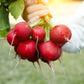 2000 CRIMSON GIANT RADISH Raphanus Sativus Vegetable Seeds