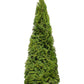 25 THUJA TREE Cedar Thuja Occidentalis Conifer Seeds