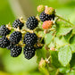 25 TRAILING BLACKBERRY Pacific Rubus Ursinus Vining Shrub Fruit Berry Seeds