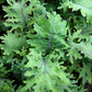 500 RED RUSSIAN KALE Brassica Oleracea Vegetable Seeds