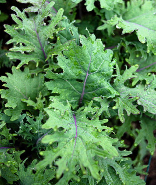 500 RED RUSSIAN KALE Brassica Oleracea Vegetable Seeds