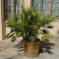 5 MEDITERRANEAN FAN PALM European Dwarf Tree Shrub Chamaerops Humilis Seeds