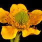 100 YELLOW AVENS Geum Aleppicum Moist Wetland Flower Seeds