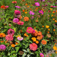 200 Mixed Colors ZINNIA POMPON Zinnia Elegans Flower Seeds