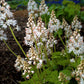 20 SUGAR SCOOP FOAMFLOWER White Tiarella Trifoliata Laceflower Flower Seeds