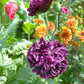 500 LILAC Pompom PEONY POPPY Papaver Laciniatum Purple Pompon Flower Seeds