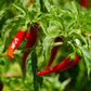 300 LONG Red CAYENNE PEPPER Hot Capsicum Annuum Vegetable Seeds
