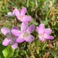 20 VIRGINIA SPRING BEAUTY Claytonia Virginica Eastern Fairy Pink Striped Native Grass Shade Flower Herb Seeds