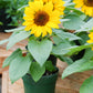 30 INCREDIBLE DWARF SUNFLOWER Helianthus Annuus Flower Seeds
