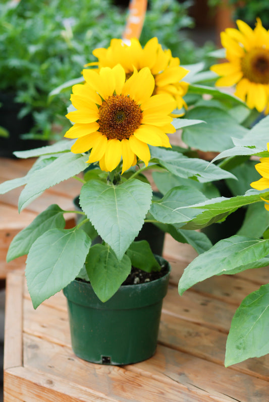 30 INCREDIBLE DWARF SUNFLOWER Helianthus Annuus Flower Seeds