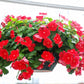 100 DWARF Little MIX PERIWINKLE / Vinca Rosea Flower Seeds