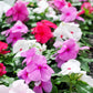 100 DWARF Little MIX PERIWINKLE / Vinca Rosea Flower Seeds