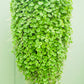 1000 DICHONDRA Repens aka Lawn Leaf Flower Evergreen Ground Cover Seeds
