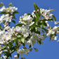 30 Sargent CRAB APPLE Shrub Hummingbird Flower White Red Malus Sargentii Seeds
