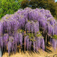 5 JAPANESE WISTERIA Floribunda Flower Purple Ornamental Vine Climber Seeds