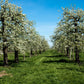25 EUROPEAN PEAR TREE Pyrus Communis Fruit Seeds - White Flowers / Green Fruit