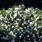 5 WHITE ROSE Rosa Bush Shrub Perennial Flower Seeds