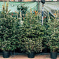 Grow Your Own CHRISTMAS TREE - Fraser Fir ( Abies Fraseri ) Gift Packet of Tree Seeds