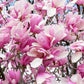 5 SAUCER MAGNOLIA x Soulangeana Denudata & Liliiflora 5 - 10" Pink & White Flower Tulip Tree Seeds