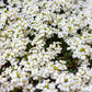 800 WHITE ALPINE ROCKCRESS Aubrieta Rock Cress Arabis Alpina Flower Seeds