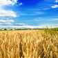 100 Common BARLEY Hordeum Vulgare Grain Grass Cover Crop Beer Seeds
