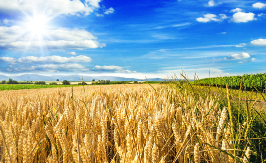 100 Common BARLEY Hordeum Vulgare Grain Grass Cover Crop Beer Seeds