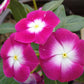 100 Pink DWARF ROSE PERIWINKLE / Vinca Rosea Flower Seeds