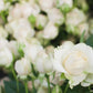 5 WHITE ROSE Rosa Bush Shrub Perennial Flower Seeds
