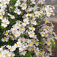 50 WHITE KNIGHT NEMESIA Strumosa Flower Seeds