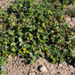300 Organic GOLDEN PURSLANE Portulaca Sativa Vegetable Herb Yellow Flower Seeds