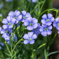 100 BLUE FLAX (Prairie Flax / Lewis Blue Flax) Linum Perenne Lewisii Flower Seeds
