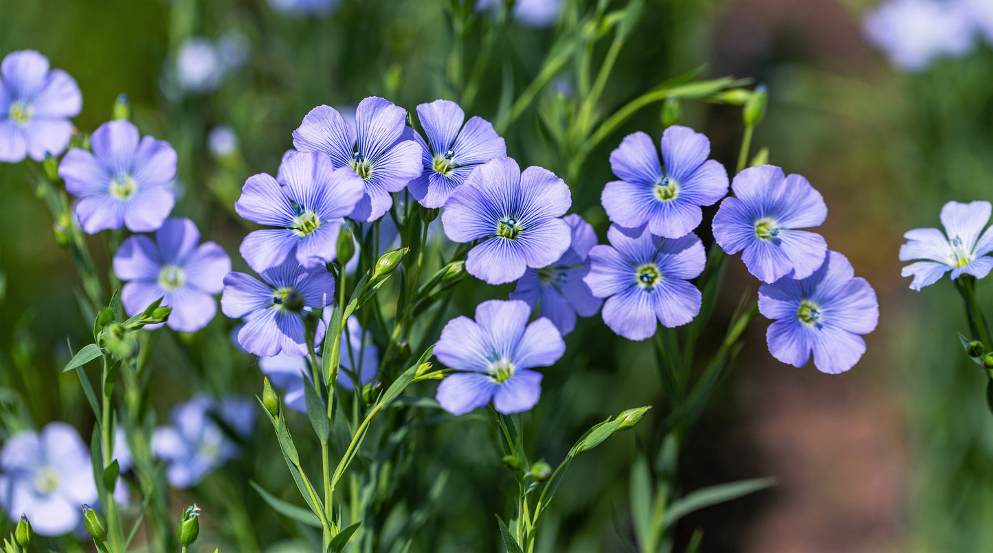100 BLUE FLAX (Prairie Flax / Lewis Blue Flax) Linum Perenne Lewisii Flower Seeds