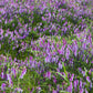 100 HAIRY CROWN VETCH (Russian Vetch) Vicia Villosa Flower Vine Seeds