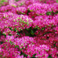10 EMPEROR'S WAVE SEDUM Red Upright Telephium Succulent Stonecrop Flower Hylotelephium Seeds