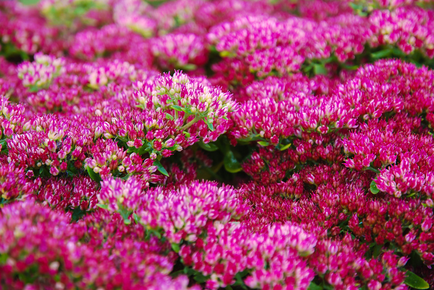 10 EMPEROR'S WAVE SEDUM Red Upright Telephium Succulent Stonecrop Flower Hylotelephium Seeds