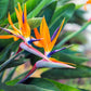 5 TROPICAL BIRD OF PARADISE Strelitzia Reginae Crane Flower Houseplant Seeds