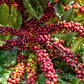 15 ARABICA COFFEE Tree Shrub Seeds - Grow your own coffee!