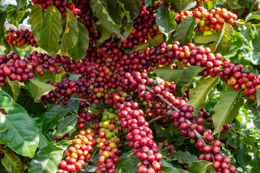 15 ARABICA COFFEE Tree Shrub Seeds - Grow your own coffee!