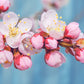 5 MANCHURIAN APRICOT Fruit Tree Flowering Prunus Mandshurica Seeds