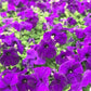 100 PURPLE PETUNIA Hybrida Pollinator Garden Container Flower Seeds