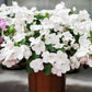 50 DWARF WHITE IMPATIENS Walleriana Part Sun or Full Shade Flower Seeds