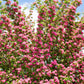 20 ENGLISH HAWTHORN TREE Edible Fruit Flower Mayflower Crataegus Laevigata Seeds