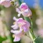 300 PALMERS PENSTEMON (Beardtongue / Balloon Flower) Penstemon Palmeri Flower Seeds