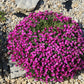 150 SPRING CHARM ROCKCRESS Rose Rock Cress Arabis Arendsii Flower Mix Seeds