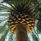 10 CANARY ISLAND Date PALM Phoenix Canariensis Tree Seeds